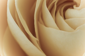 Image showing white rose macro