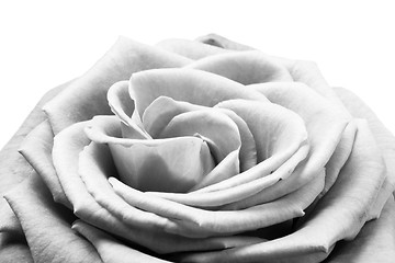 Image showing white rose