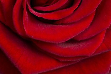 Image showing red rose