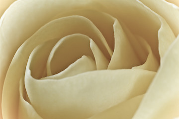 Image showing white rose macro