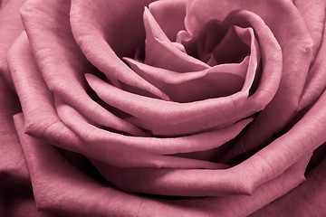 Image showing pink rose