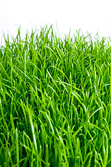 Image showing green grass