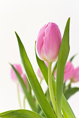 Image showing pink tulips