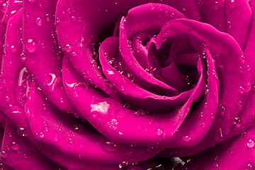 Image showing pink rose