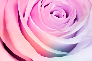 Image showing multicolor rose