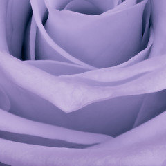 Image showing violet rose close up