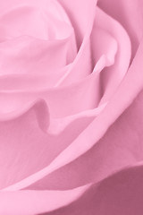 Image showing pink rose close up