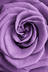 Image showing violet rose