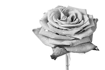 Image showing white rose