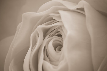 Image showing white rose macro