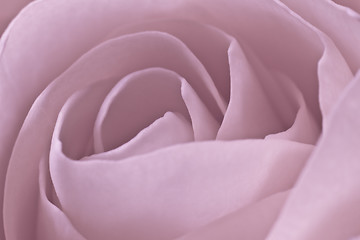 Image showing pink rose macro