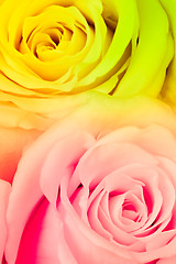 Image showing multicolor rose