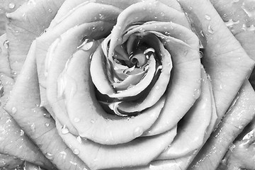 Image showing white rose