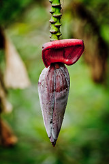 Image showing banana plant