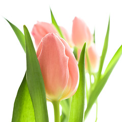 Image showing orange tulips