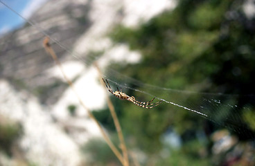 Image showing Hanged At The Web