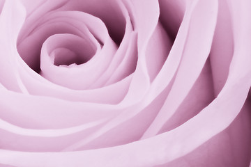 Image showing violet rose close up