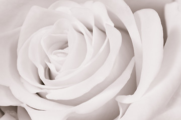 Image showing white rose close up