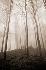 Image showing misty forest