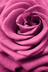 Image showing pink rose