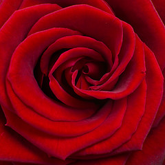 Image showing red rose