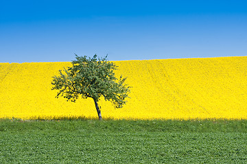 Image showing rape field