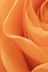 Image showing orange rose macro