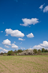 Image showing green field