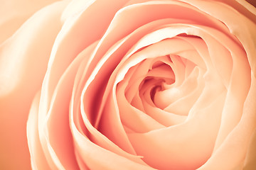 Image showing orange rose macro