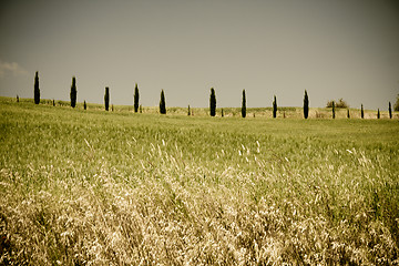 Image showing Typical Tuscan landscape