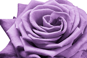 Image showing violet rose