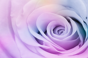 Image showing multicolor rose