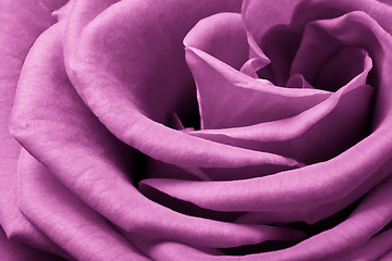 Image showing pink rose