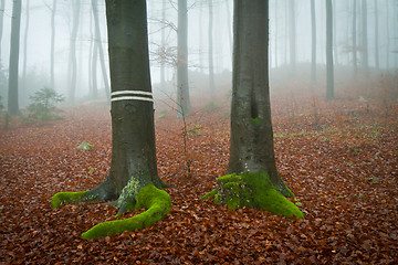 Image showing misty forest