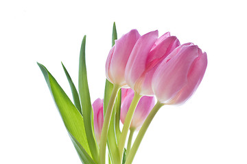 Image showing pink tulips