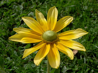 Image showing Yellow flower