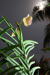 Image showing orchid