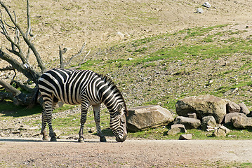 Image showing Zebra