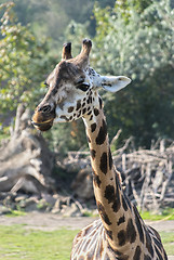 Image showing Giraffe