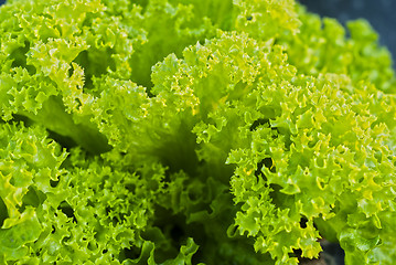 Image showing Freen Salad Leaves