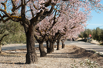 Image showing Almond plantation