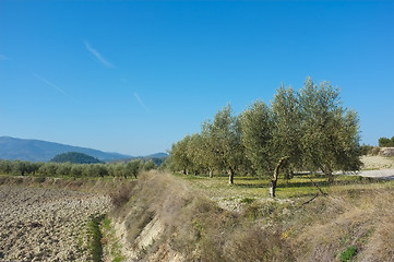 Image showing Olive plantation