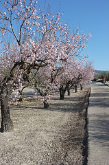 Image showing Spring road