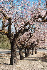 Image showing Almond grove