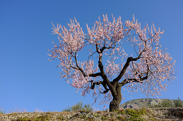 Image showing Flowering almond tree