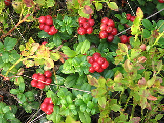 Image showing Lingonberry (red whortleberry, cowberry)