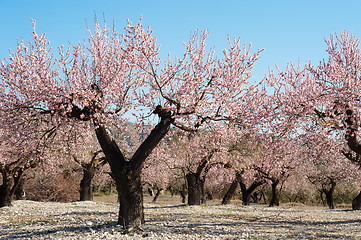 Image showing Almond field