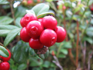 Image showing close-up lingonberry (red whortleberry, cowberry)