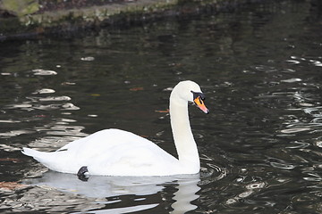 Image showing swan