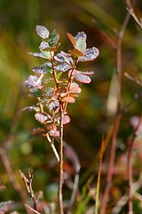 Image showing autumn colours